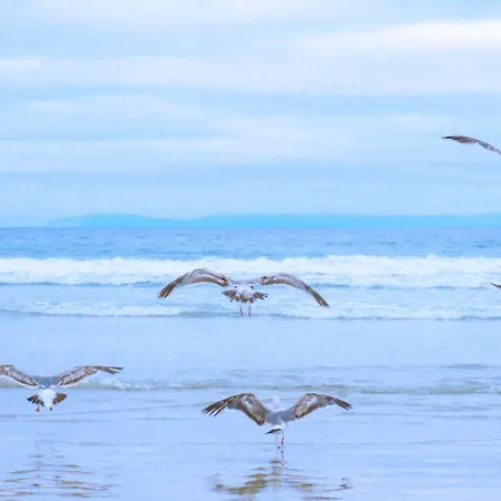 Zeevogel - Aan Zee Σπίτι διακοπών Julianadorp